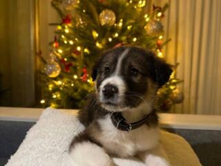 Отдадим щенка в добрые руки