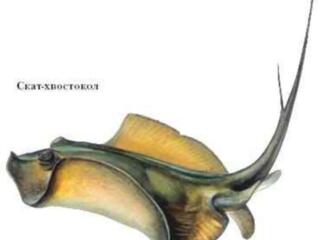 Хвост электрического ската зоология ихтиология