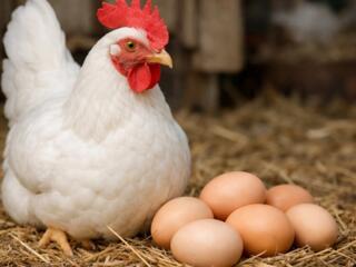 Продаются домашние куриные яйца
