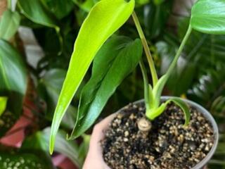 Продам комнатные растения