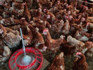 Курочки несушки