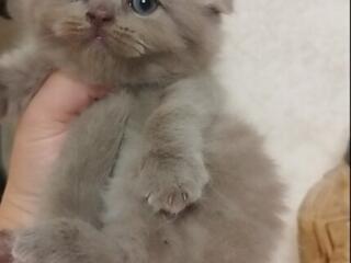 Шотландские котята.