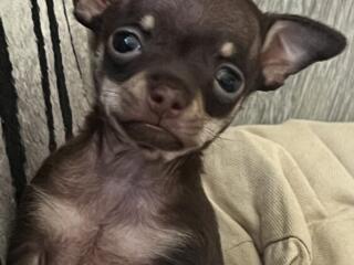 Готовятся к продаже клубные щенки Той Терьера мини