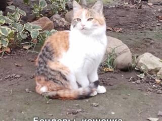 Кошечки 7 месяцев. Отдам в добрые руки.