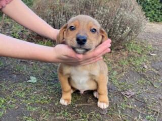 Отдадим в добрые и заботливые руки