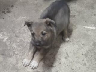 Отдам щенков в хорошие руки