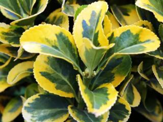 Продам яркий Бересклет