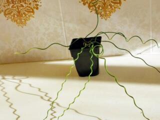 Джункус замиокулькас монстера нолина с доставкой