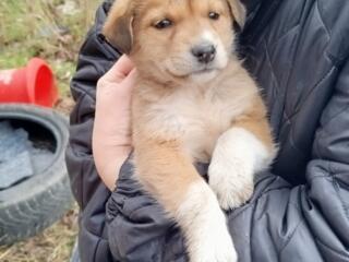 Малыши карапузы