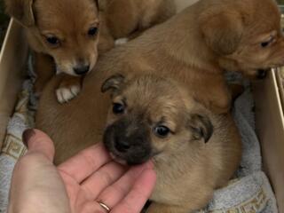 Ищем добрых хозяев для щенят