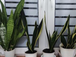 Продам сансевьерии