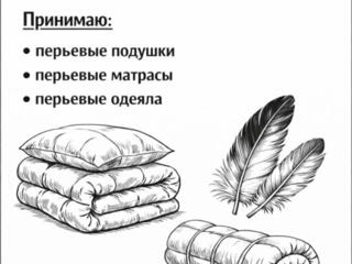 Покупаю перо Гуся и Утки