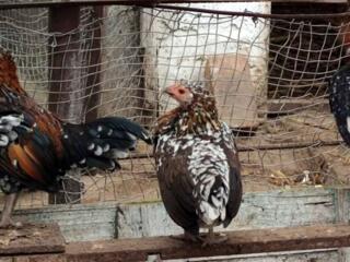 Продам: декоративные курочки и петушки