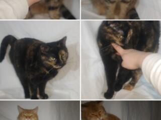 Отдам в добрые руки! Стерилизованные!