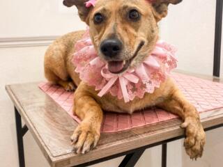 Ищу дом для собаки