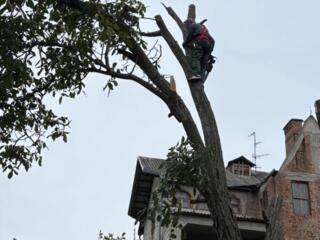 Профессиональный спил деревьев
