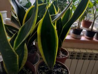 Продам цветы сансевиерия