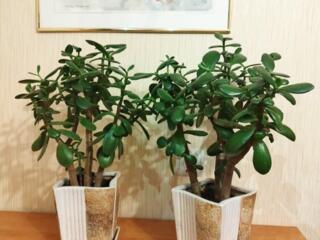 Денежное дерево, Crassula из Южной Африки, приносит достаток в дом!