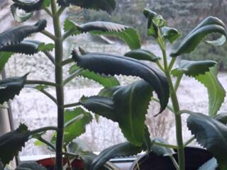 Продам лечебные цветы каланхоэ