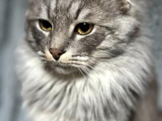 Отдам кота в добрые руки