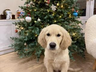 Продаются щенки Золотистого Ретривера.