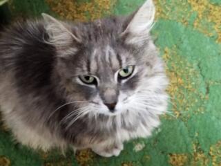 БАЛКА! ПРОПАЛА КОШКА возле Октябрьского рынка