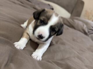 Продам щенят порода Jack ruslle terrier