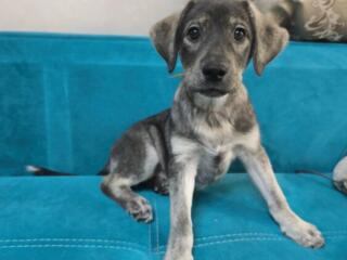 Щенята помесь лабрадор ретривера