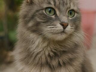 ПРОПАЛА КОШКА возле Октябрьского рынка