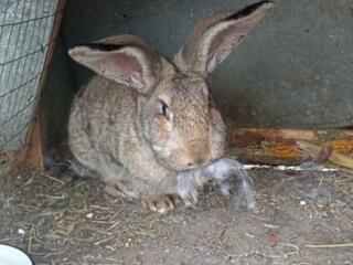 Кролики Панон, Фландр, Шиншилла, Калифорния