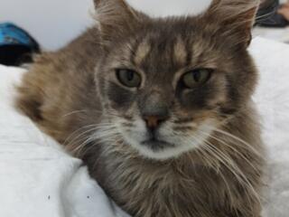 ПРОПАЛА КОШКА У ОКТЯБРЬСКОГО РЫНКА НА БАЛКЕ