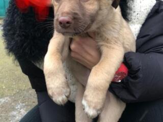 Отдам бесплатно в хорошие руки