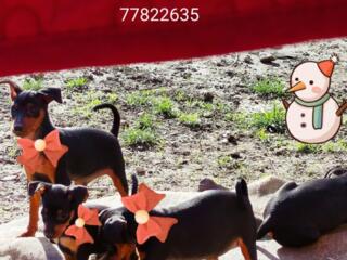 Продаются щенки цверг-пинчера!