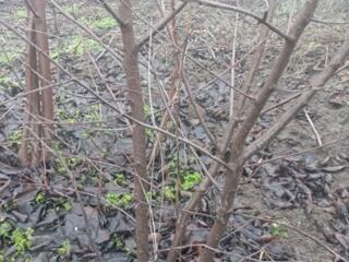 Готовятся к продаже саженцы вишни сорт "Мичуринка"