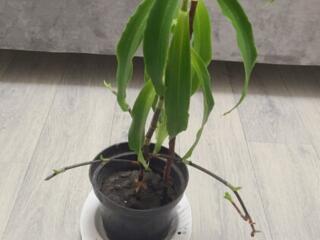 Продам Золотой Ус, лечебный комнатный цветок