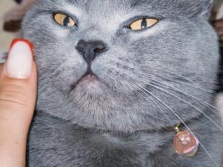 Продаю так как уезжаю за границу британский торг уместен.