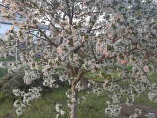 В продаже ровный участок правильной формы со всеми коммуникациями в ..