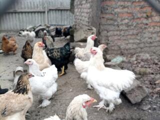 Продам петухов брама