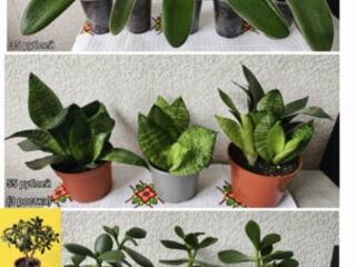 Комнатные растения продам