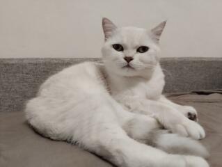 Вязка Шотландская шеншила девочка