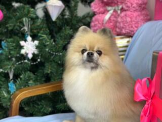 Сниму квартиру