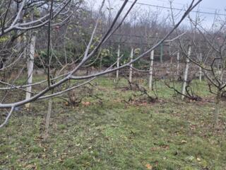 Ocnița, vînd cota de teren