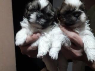 Милашки ши тцу