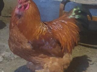 Продам петухов, 2025 года рождения!