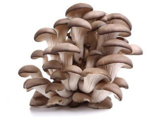 Мицелий Вешенки, штамм К-17