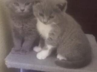 Продам в хорошие любящие руки