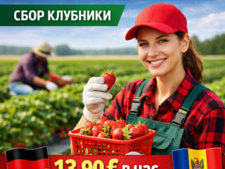 ВАКАНСИЯ В ГЕРМАНИИ| СБОР КЛУБНИКИ.