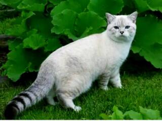 Передержка котов