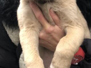 В хорошие руки!