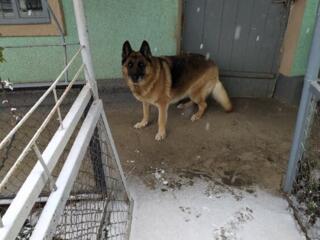 Продам немецкую овчарку(сука) 9лет 100у. е. в Тирасполе